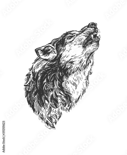 Wild wolf howling engraved portrait