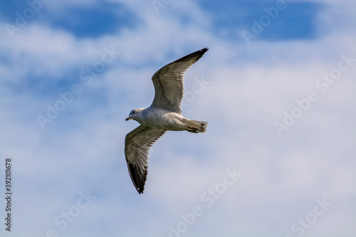 seagull in flight