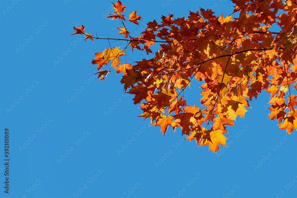 Autumn maple leaves on blue sky background Autumn maple leaves on blue sky background