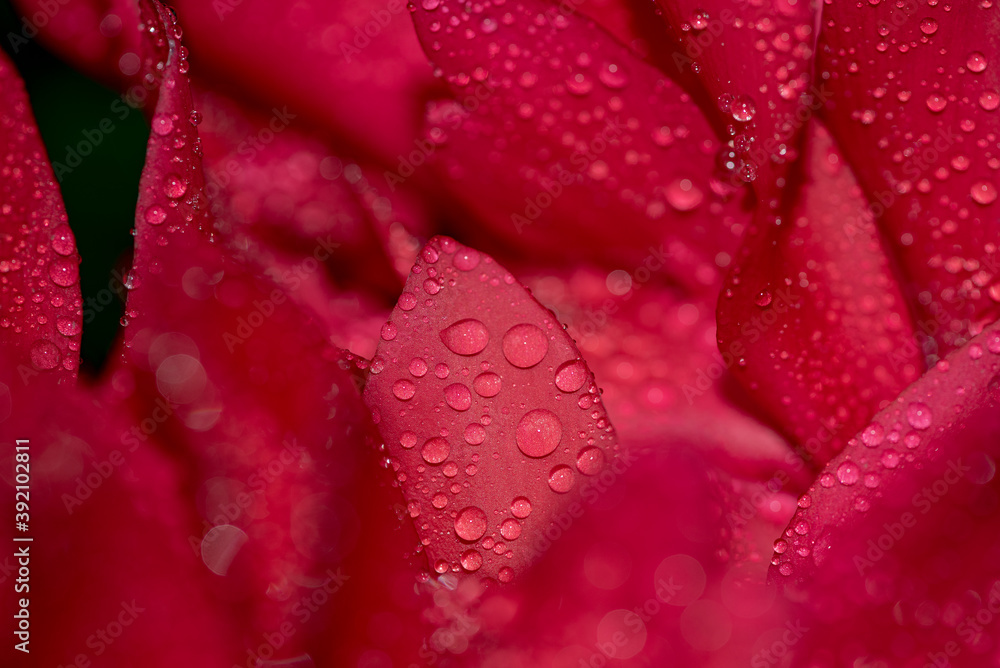 raindrops on a flower. natural background. raindrops on a flower. natural background.