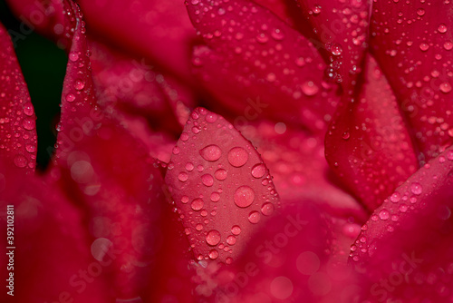 raindrops on a flower. natural background.