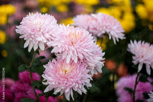 Pink chrysanthemums on a blurry background close-up. Beautiful bright chrysanthemums bloom in autumn in the garden. Chrysanthemum background with a copy of the space.