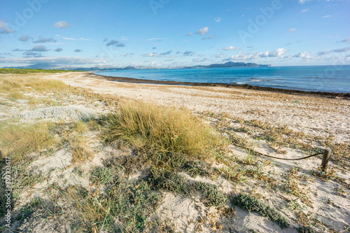 playa de Es Dol    dunas de Son Real  bahia de Alcudia  Santa Margarida  Mallorca  balearic islands  spain  europe