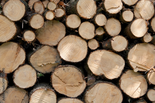 Cut Piled Wood