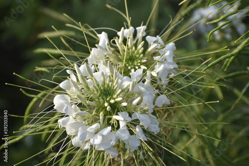 Closeup shot of white capparaceae flower on blurred background photo