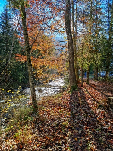 Herbstlandschaft mit einem Fluss   Bach und B  umen mit bunt gef  rbtem Laub