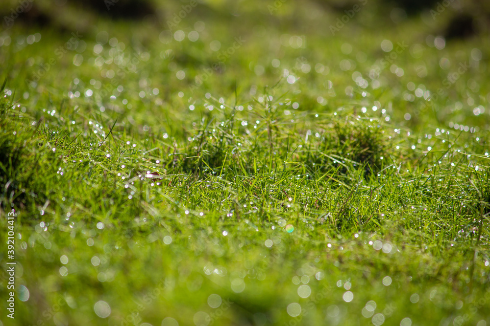 Beautiful view of the grass with dew (droplets of water) during the morning with sunlight giving a bokeh effect. Nature green grass background. Garden grass texture. Beautiful view of the grass with dew (droplets of water) during the morning with sunlight giving a bokeh effect. Nature green grass background. Garden grass texture.