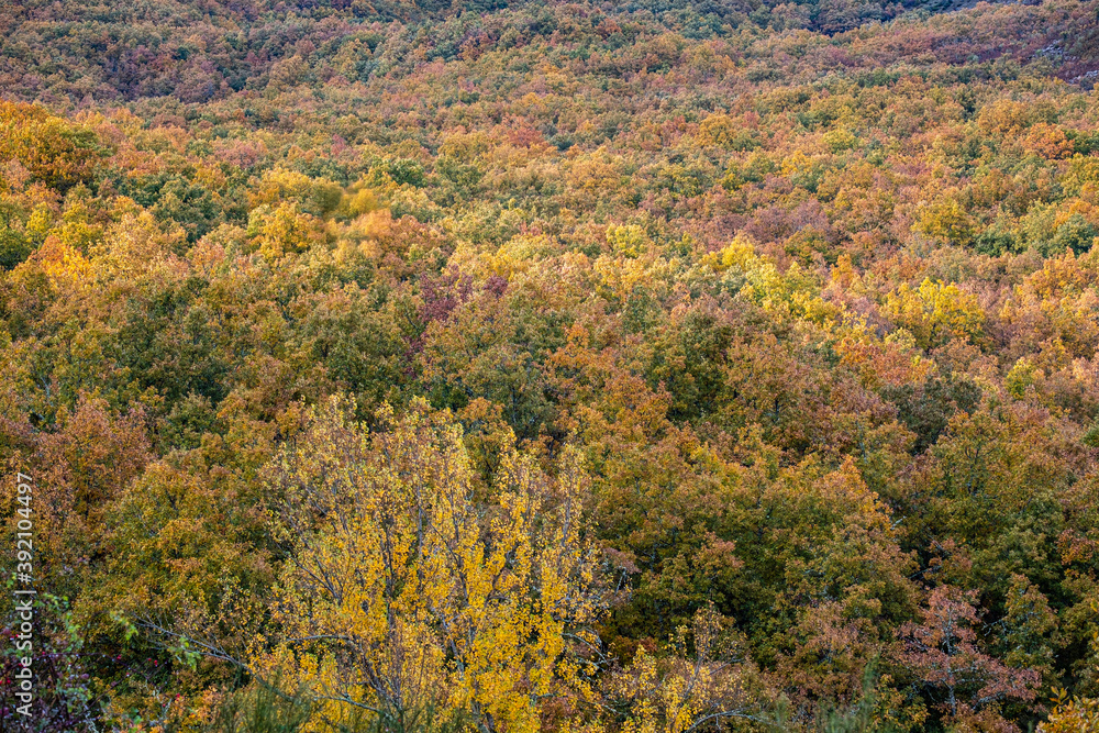 dense oak forest, Natural Park of Fuentes Carrionas and Fuente Cobre - Palentina Mountain, municipality of San Cebrián de Mudá, province of Palencia, Autonomous Community of Castilla y León, Spain, dense oak forest, Natural Park of Fuentes Carrionas and Fuente Cobre - Palentina Mountain, municipality of San Cebrián de Mudá, province of Palencia, Autonomous Community of Castilla y León, Spain,