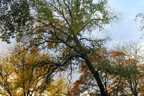 colorful trees in autumn with yellow  orange  red and green leaves  bare branches and a blue sky in the background - fall wallpaper