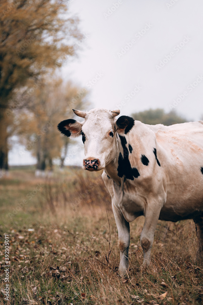 Charming cute country animal from the farm. An adult purebred cow of white color with black spots and large horns stands in a clearing against the background of yellow autumn trees. Charming cute country animal from the farm. An adult purebred cow of white color with black spots and large horns stands in a clearing against the background of yellow autumn trees.