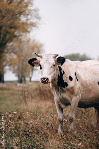 Charming cute country animal from the farm. An adult purebred cow of white color with black spots and large horns stands in a clearing against the background of yellow autumn trees.