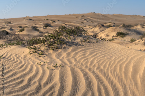 Sand dunes in the desert