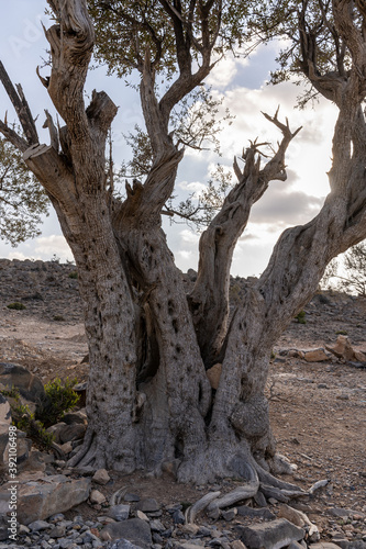 Tree in the desert of Oman 