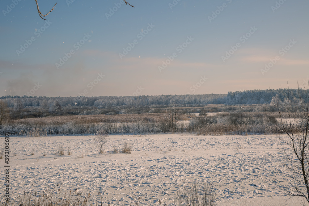 Fototapeta premium landscape with snow covered trees