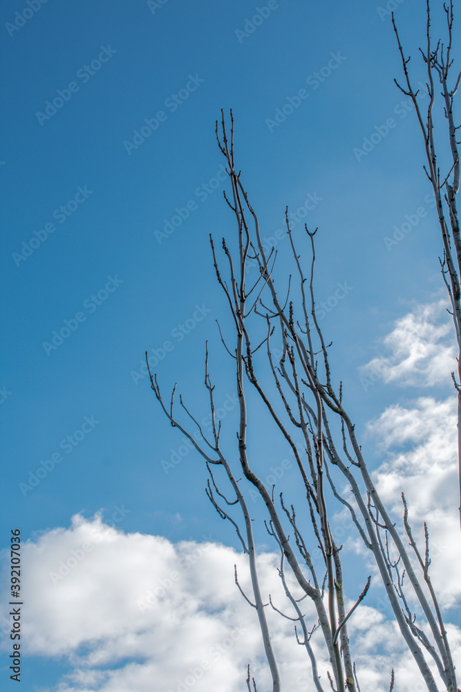 Obraz premium tree branches against blue sky