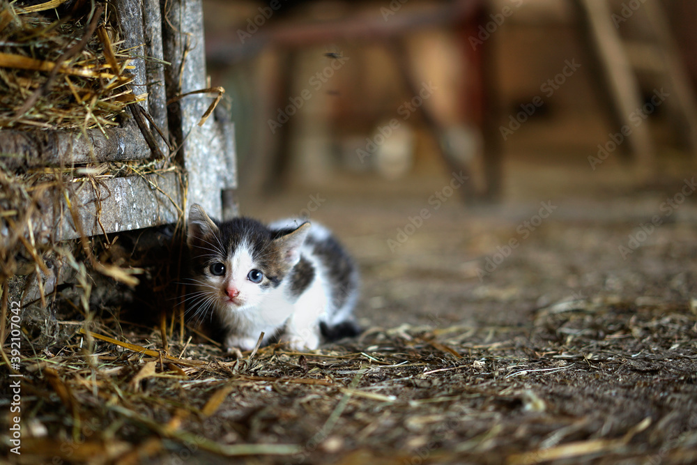 Kätzchen hockt im Stall neben einem Käfig gefüllt mit Stroh