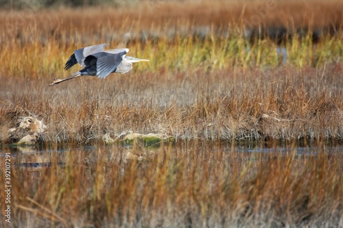 Blue Heron_3