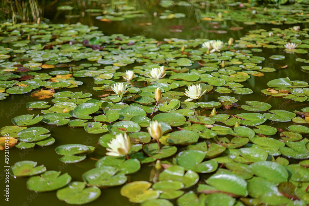 white lilies bloom on the lake in summer white lilies bloom on the lake in summer