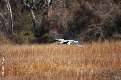 Blue Heron_5