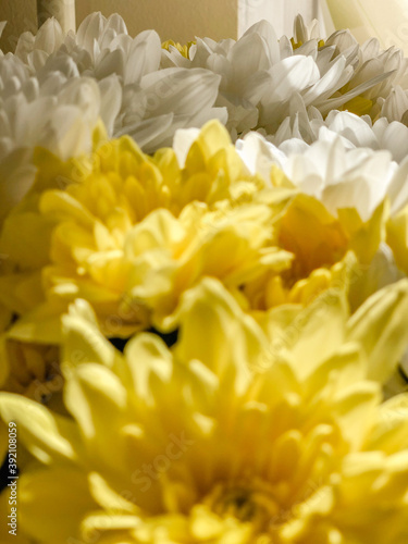 bouquet of chrysanthemums close-up macro © Анна Корепанова