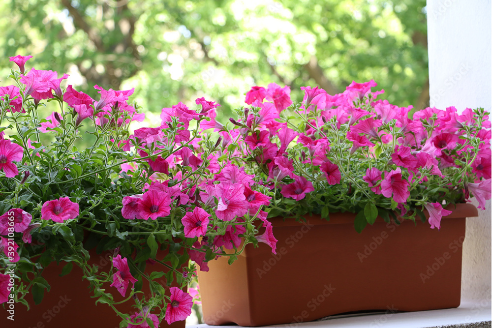 Bright pink petunia in the pots.Outdoor decoration concept.