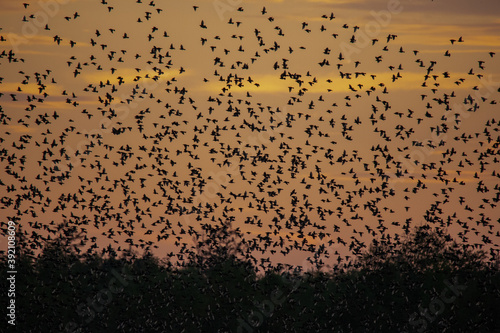 Starenschwarm vor Abendhimmel fliegt zum Übernachten in das Schilf des Federsees ein