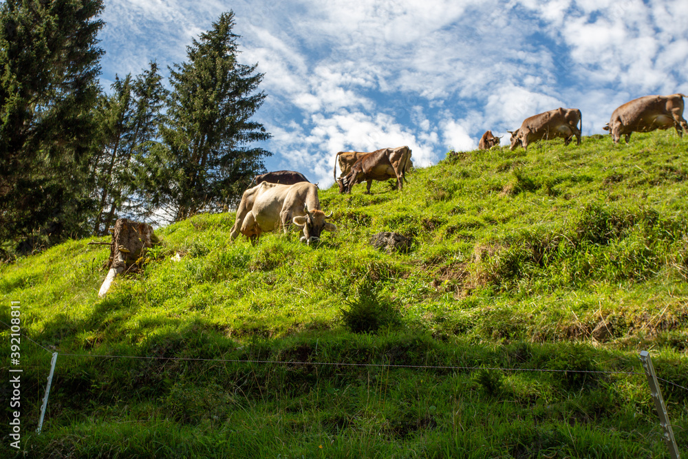Kühe auf Almwiese im Allgäu