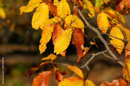A Close-Up Shot of Yellow and Orange Leaves