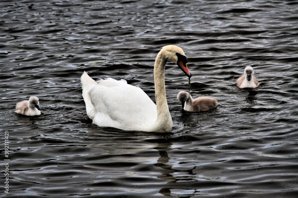 A close up of a Mute Swan and Cygnets A close up of a Mute Swan and Cygnets