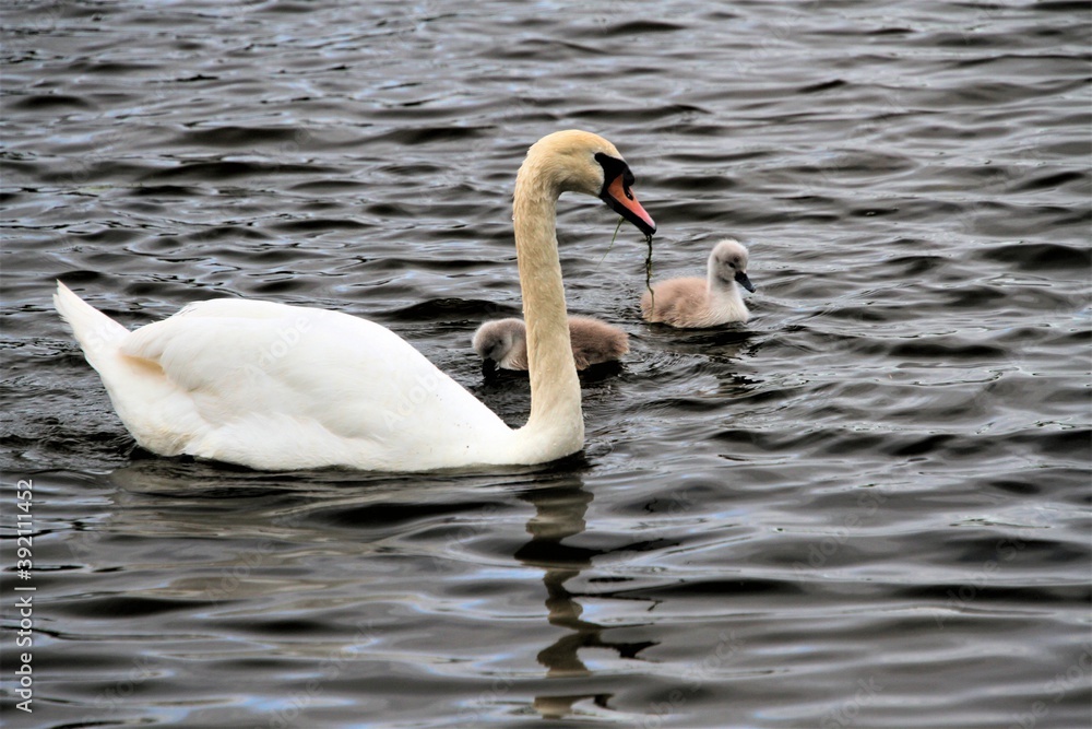 A close up of a Mute Swan and Cygnets A close up of a Mute Swan and Cygnets