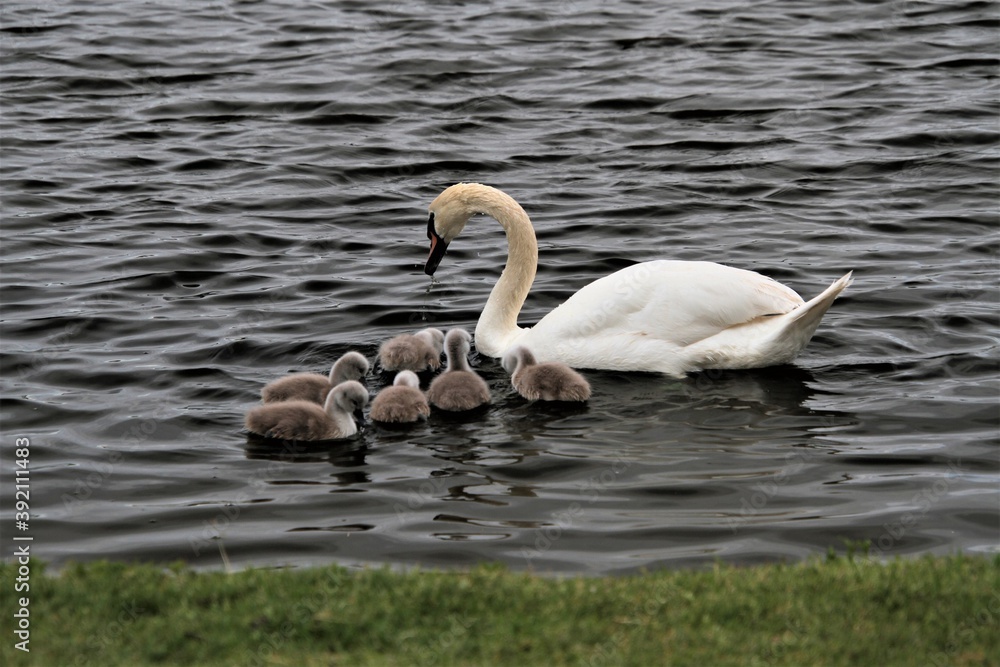 A close up of a Mute Swan and Cygnets