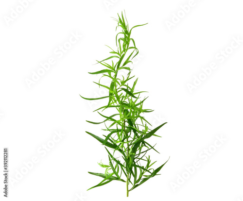 Tarragon or Estragon (Artemisia dracunculus) Herbal Plant. Isolated on White. photo