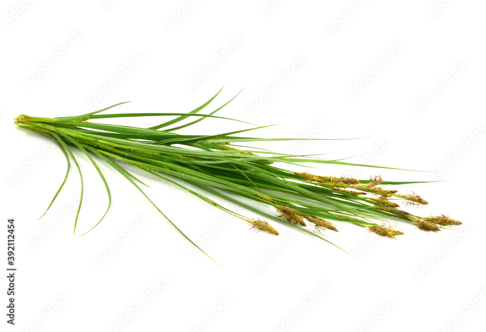 Carex (True Sedges) Flowering Grass Plant. Isolated on White. Carex (True Sedges) Flowering Grass Plant. Isolated on White.