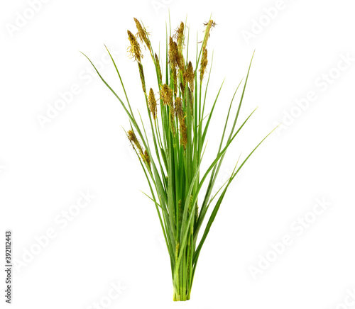 Obraz na plátně Carex (True Sedges) Flowering Grass Plant. Isolated on White.