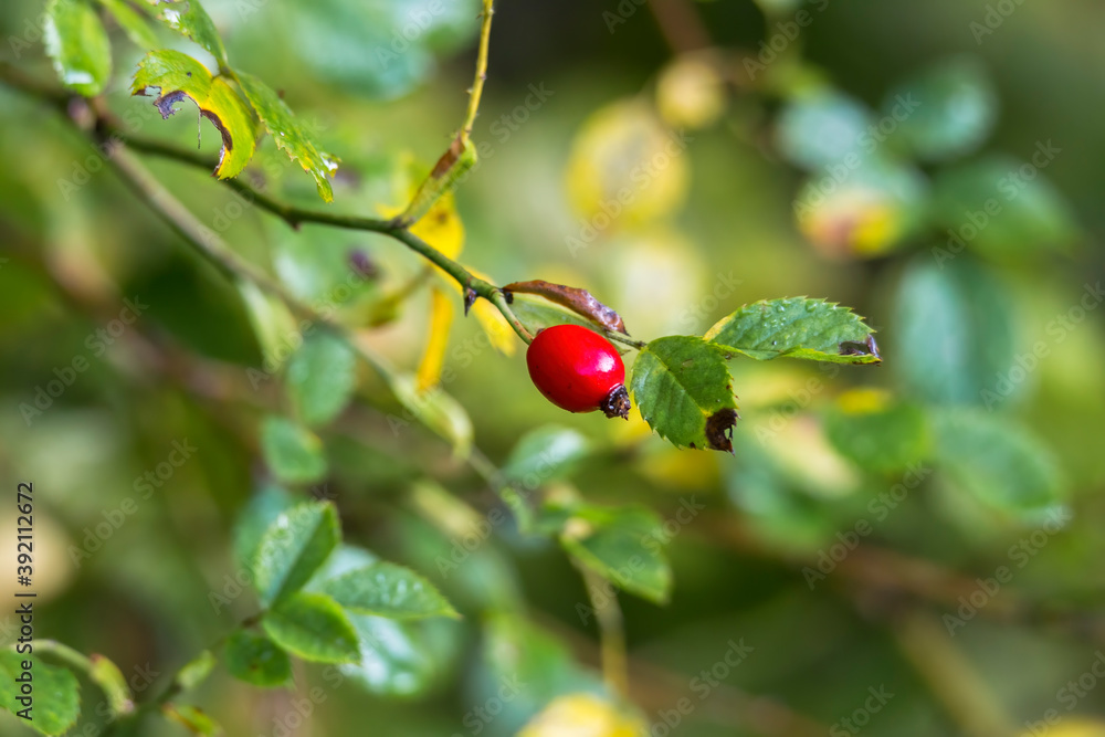 red glowing rose hips on a branch