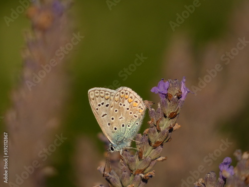 Common blue butterfly (Polyommatus icarus) on lavender flower, Gdansk, Poland