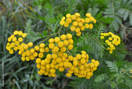 Tansy ordinary blooms in the wild