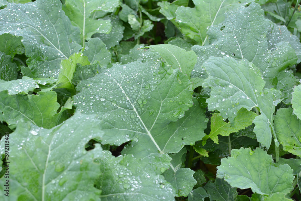 In the autumn field grows winter rape In the autumn field grows winter rape