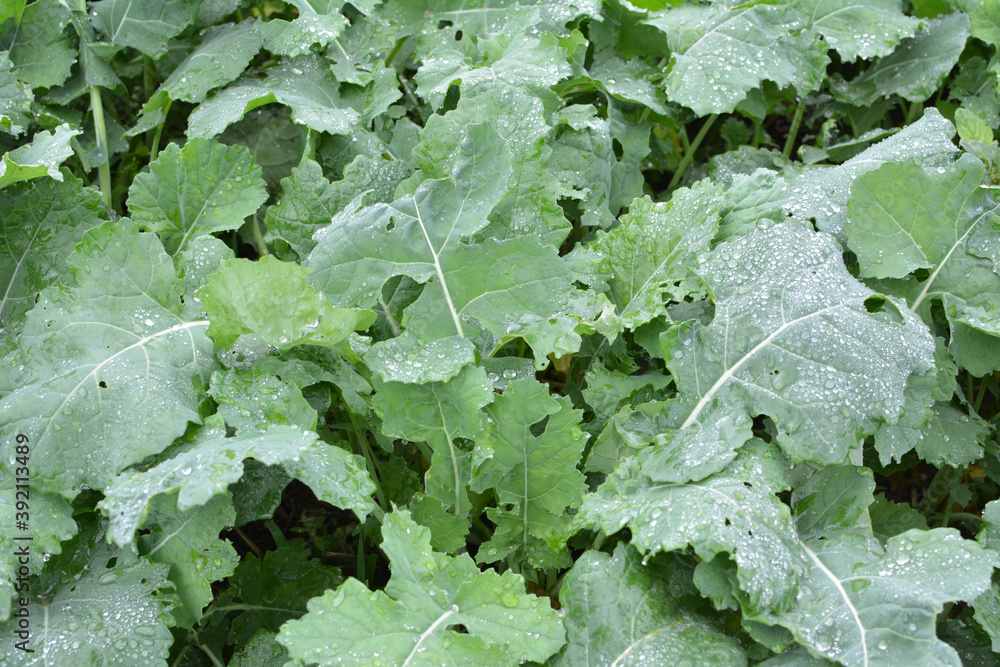 In the autumn field grows winter rape In the autumn field grows winter rape