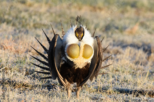 A male Greater Sage-Grouse displays for females at a lek in Colorado.  photo