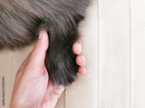 Cat paw and human hand. Friendship and love concept between cat or animal and human. Copy space is on the right side.