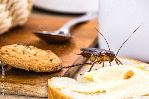 Ordinary American cockroach, walking on table with scraps of food, feeding on crumbs. Concept of lack of hygiene at home, need for pest control