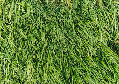 The texture of long, tall green grass, close-up, wet with dew. Photography, copy space
