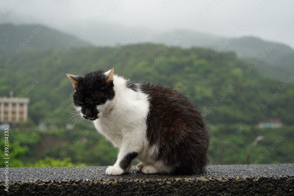 Sad cat in the rain.