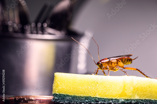 cockroach walking on a washing sponge in the kitchen sink with dirty dishes. Insect contamination and pest concept © RHJ