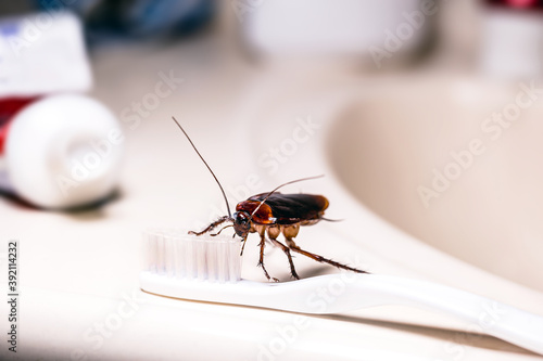 American cockroach feeding on toothbrush. Night insect indoors, concept of pest control and bacterial contamination photo