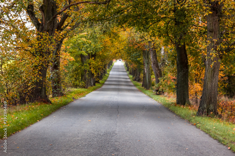 Naklejka premium Autumn trees alley with colorful leaves in the park