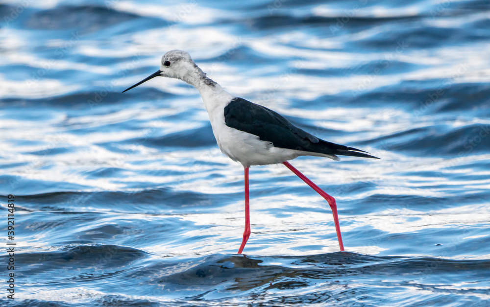 Obraz premium Black-winged stilt (himantopus himantopus) in Albufera of Valencia natural park.