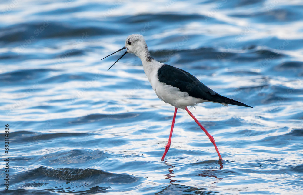 Black-winged stilt (himantopus himantopus) in Albufera of Valencia natural park. Black-winged stilt (himantopus himantopus) in Albufera of Valencia natural park.