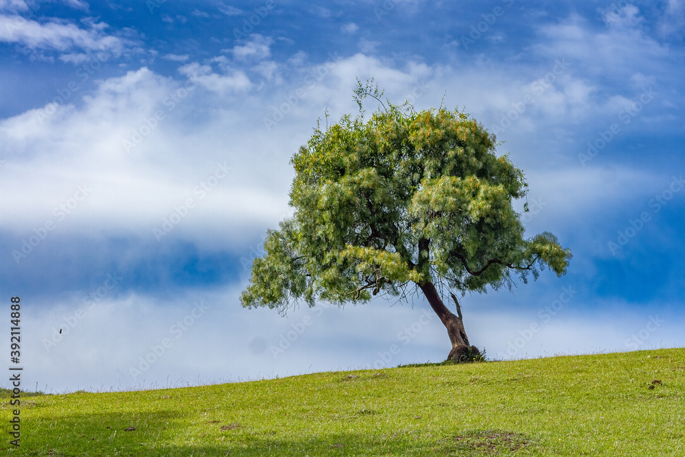 Single tree at the top of the hill and clouds in the background Single tree at the top of the hill and clouds in the background